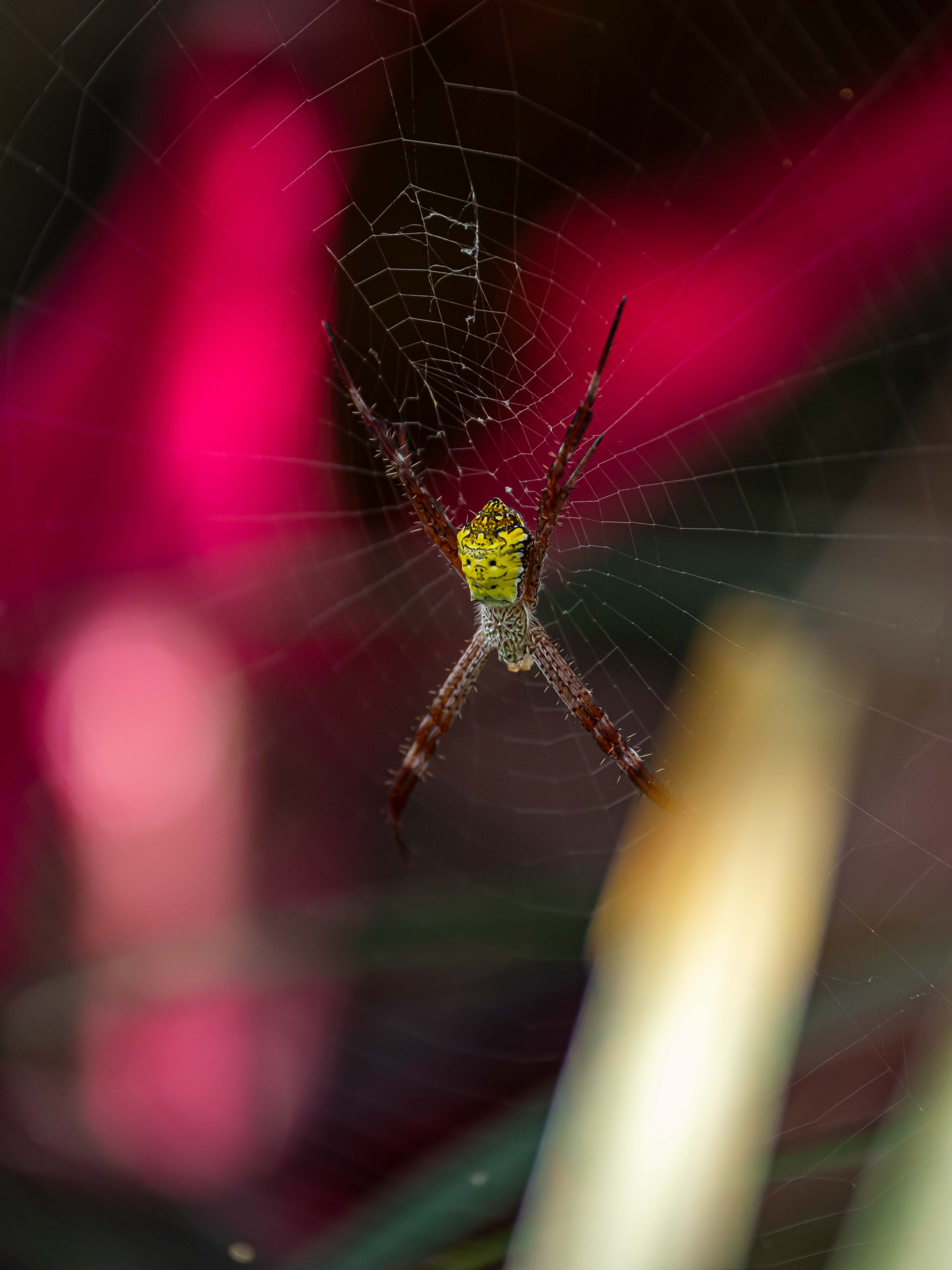 Argiope appensa à Bali