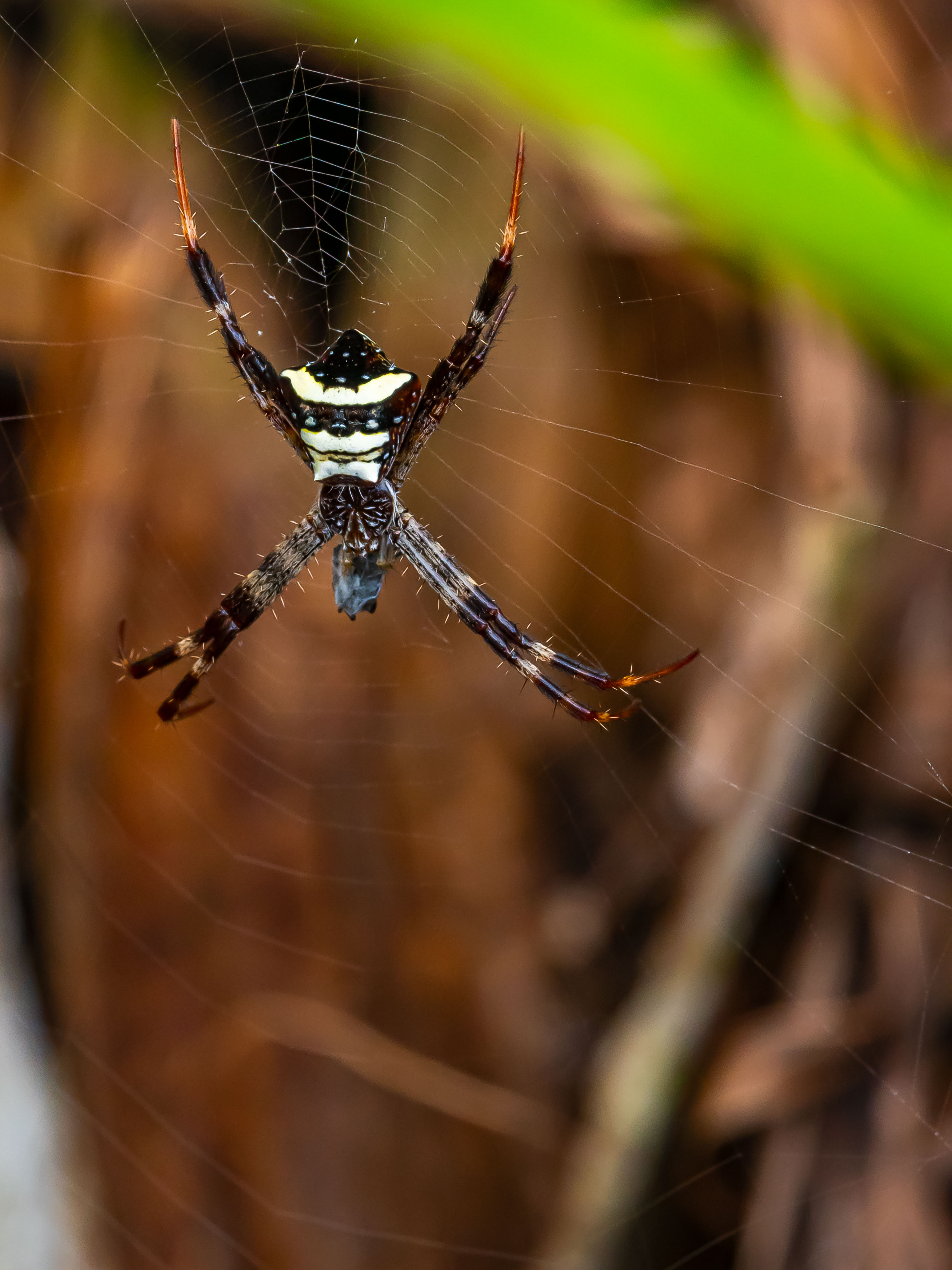 Argiope reinwardti à Bali