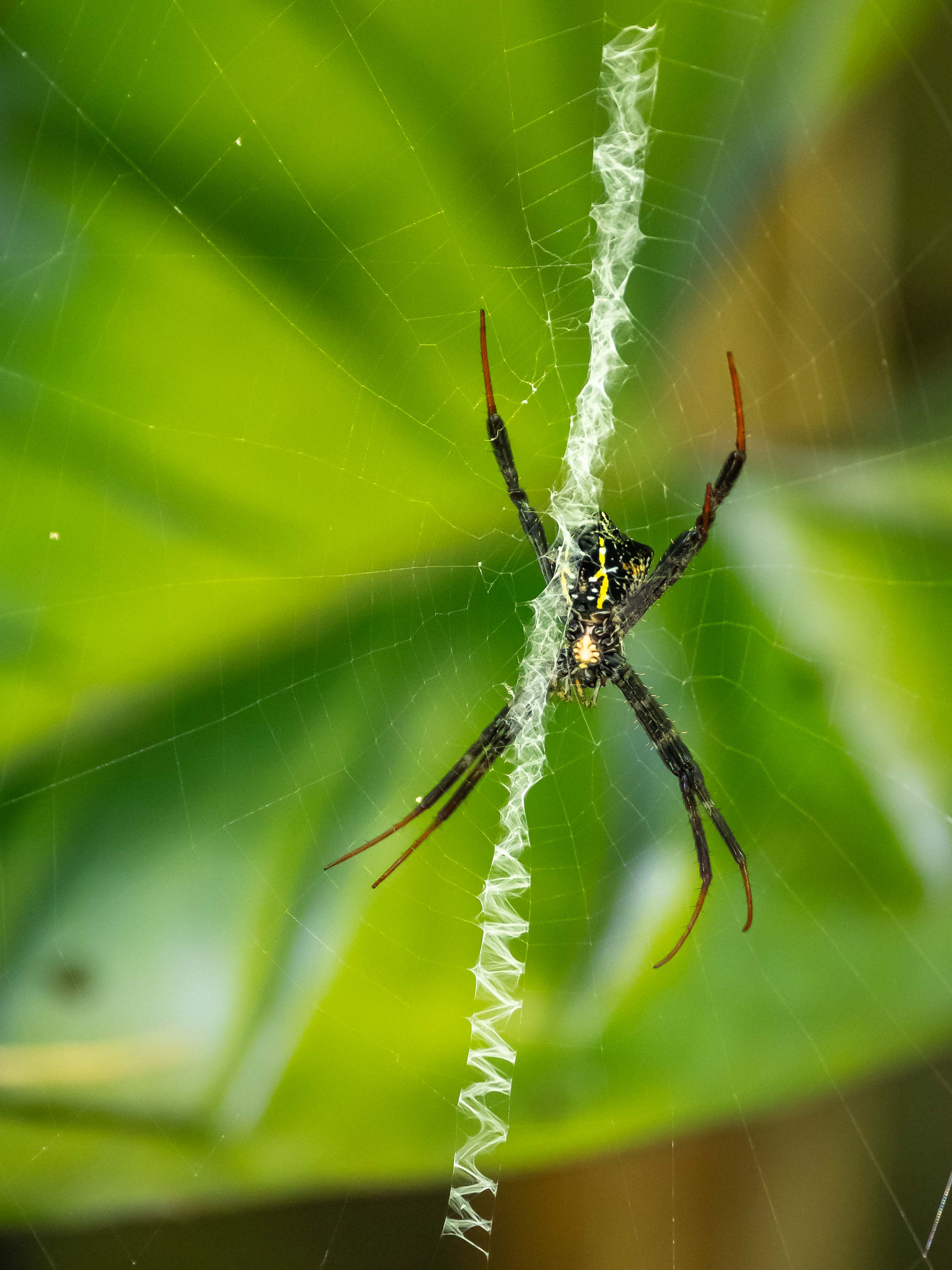 Argiope sp à Bali
