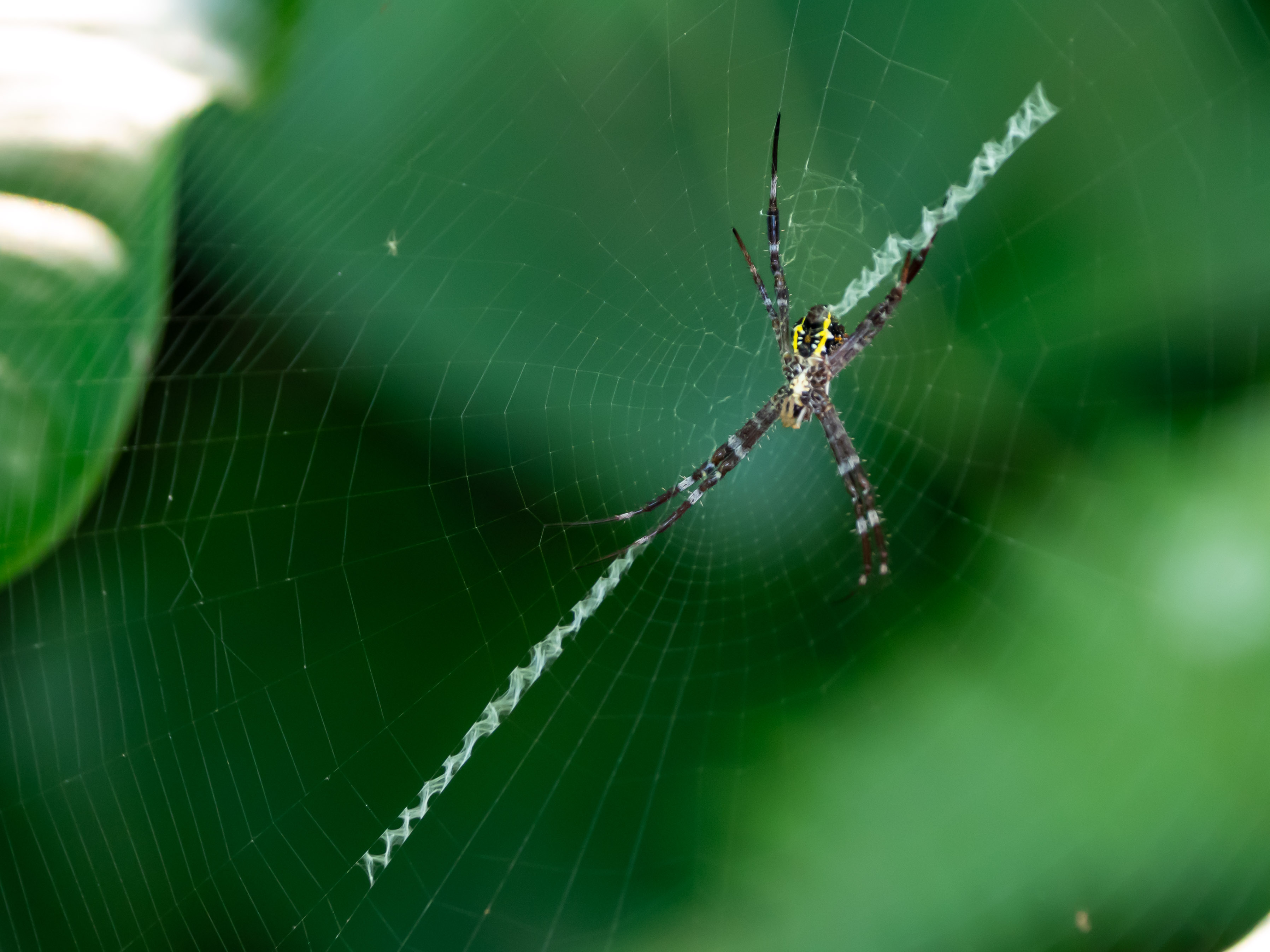 Argiope sp à Bali