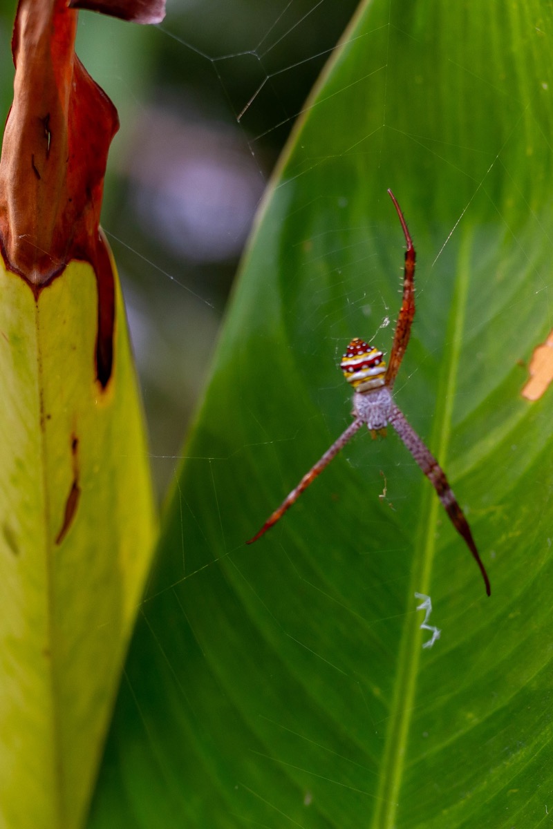 Argiope versicolor sur sa toile orbiculaire, suspendue entre deux grandes feuilles tropicales