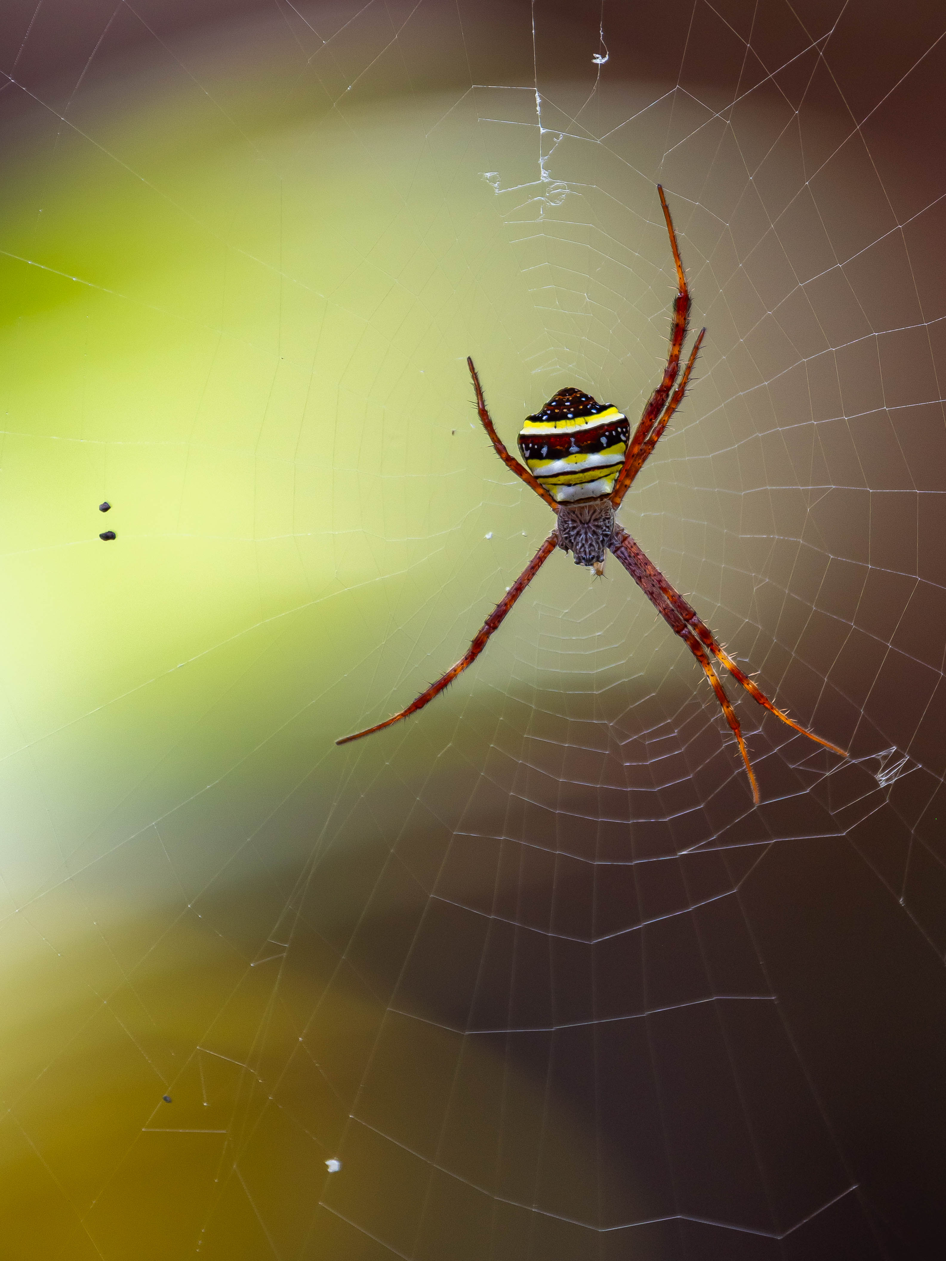 Argiope versicolor