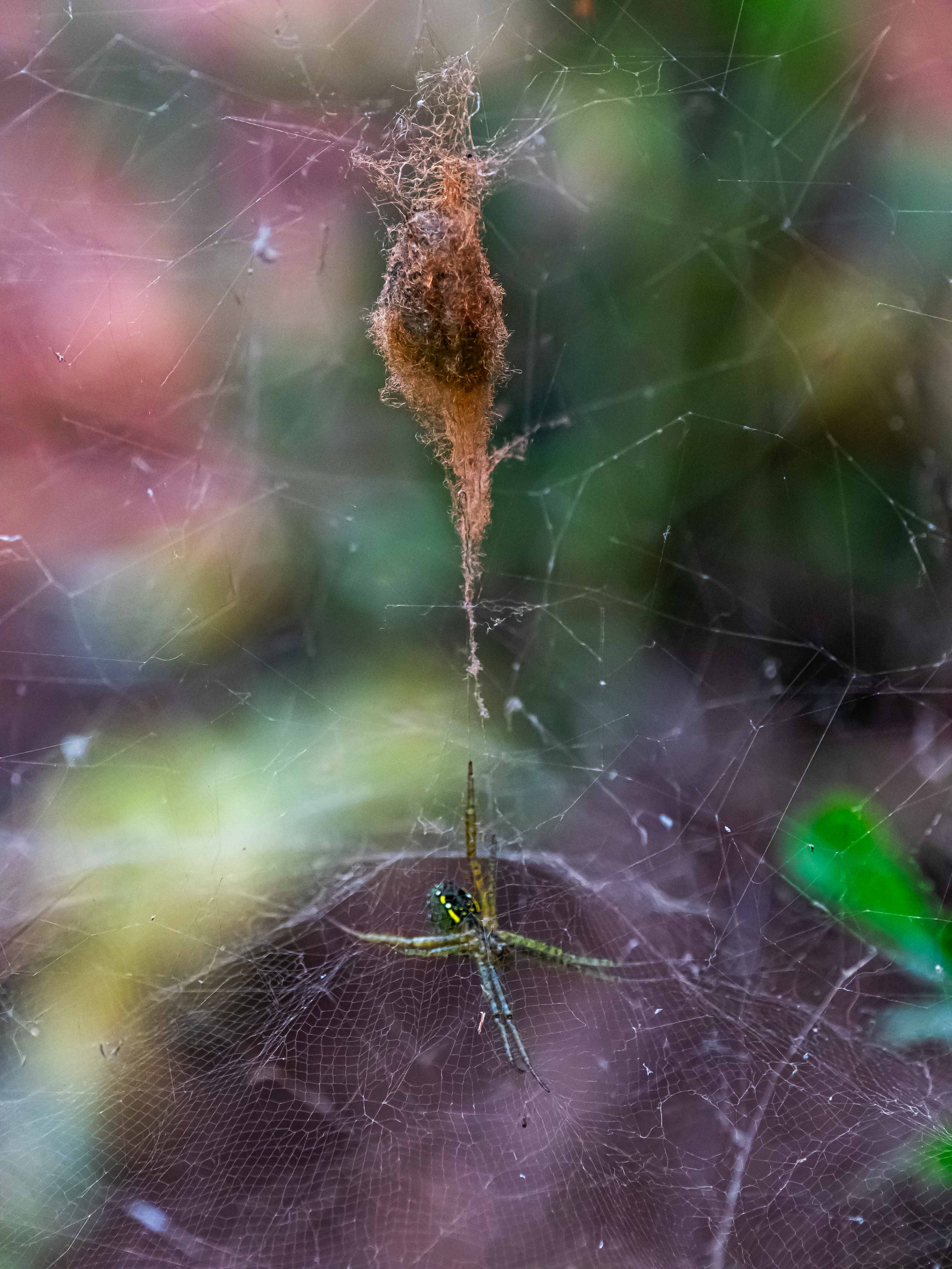 Cyrtophora Moluccensis, Bali, juillet 2025