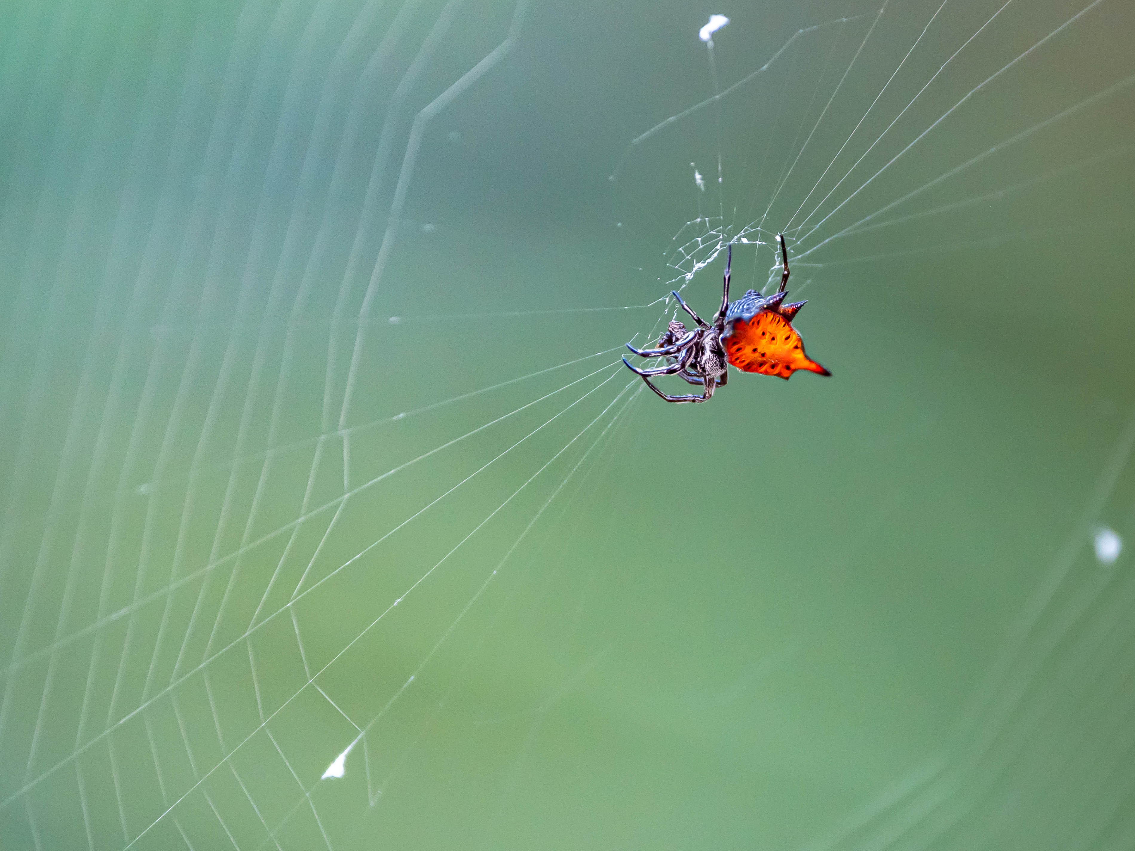 Genre Gasteracantha, Bali, juillet 2025
