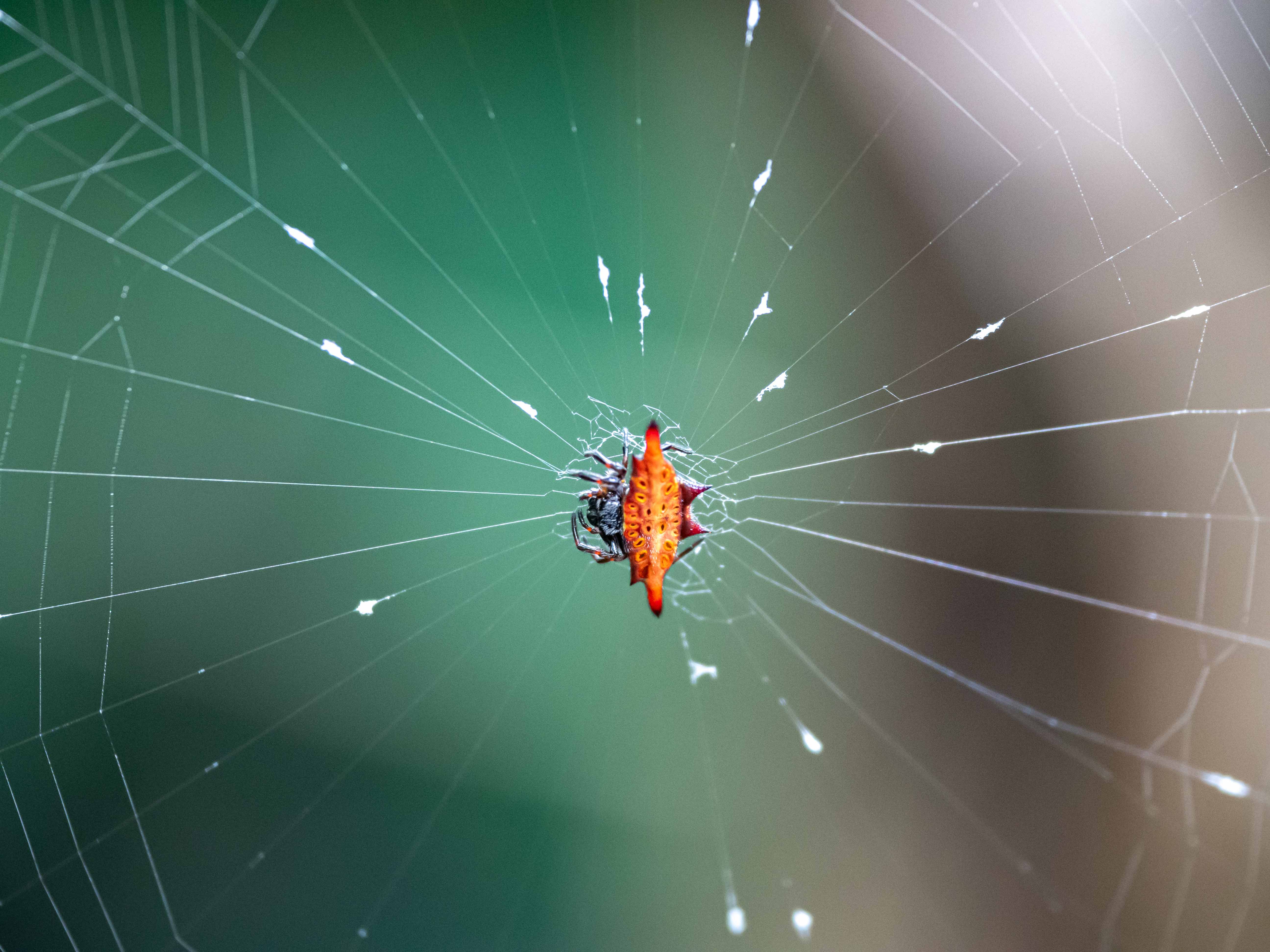 Genre Gasteracantha, Bali, juillet 2025
