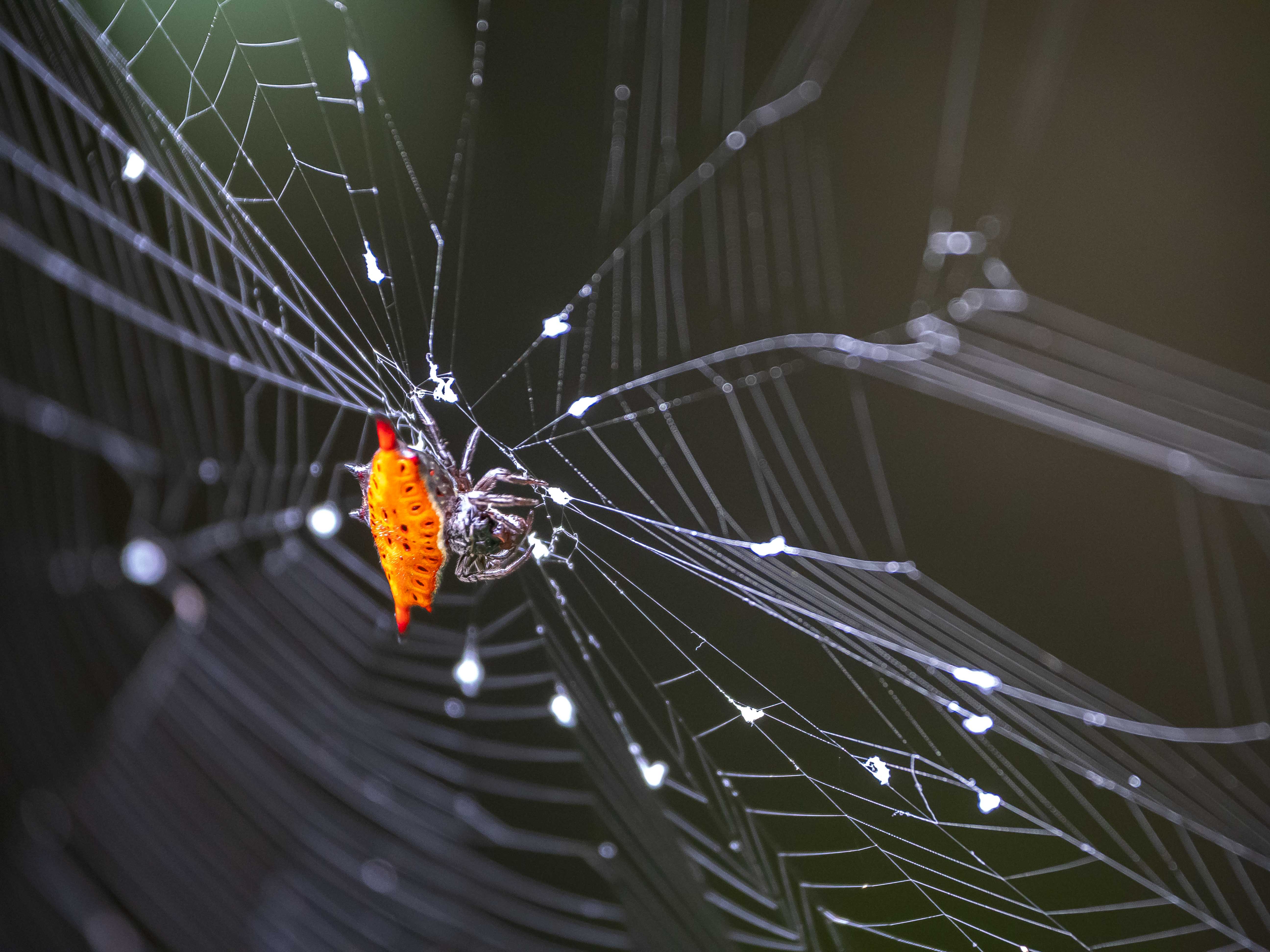 Genre Gasteracantha, Bali, juillet 2025