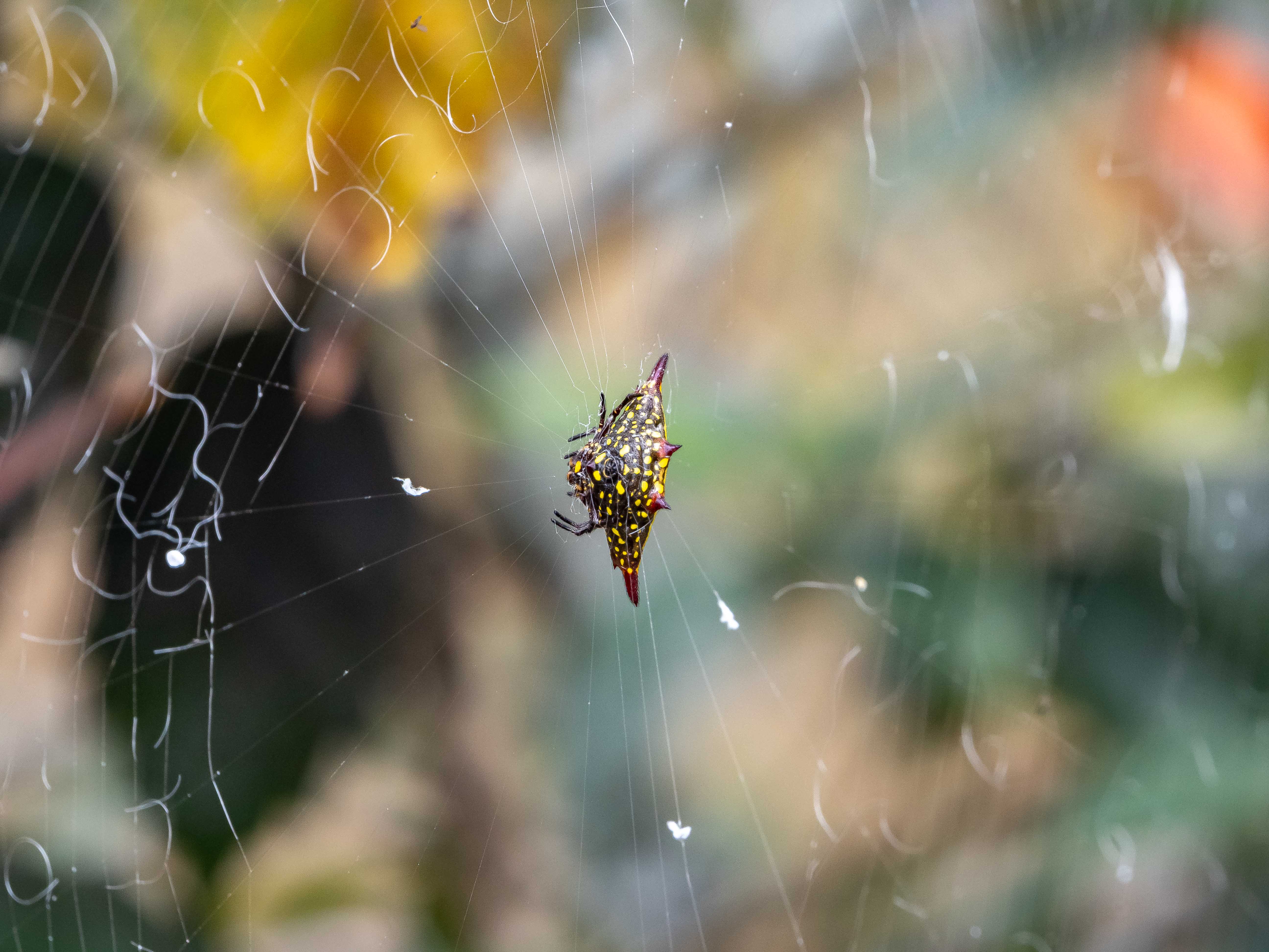 Genre Gasteracantha, Bali, juillet 2025