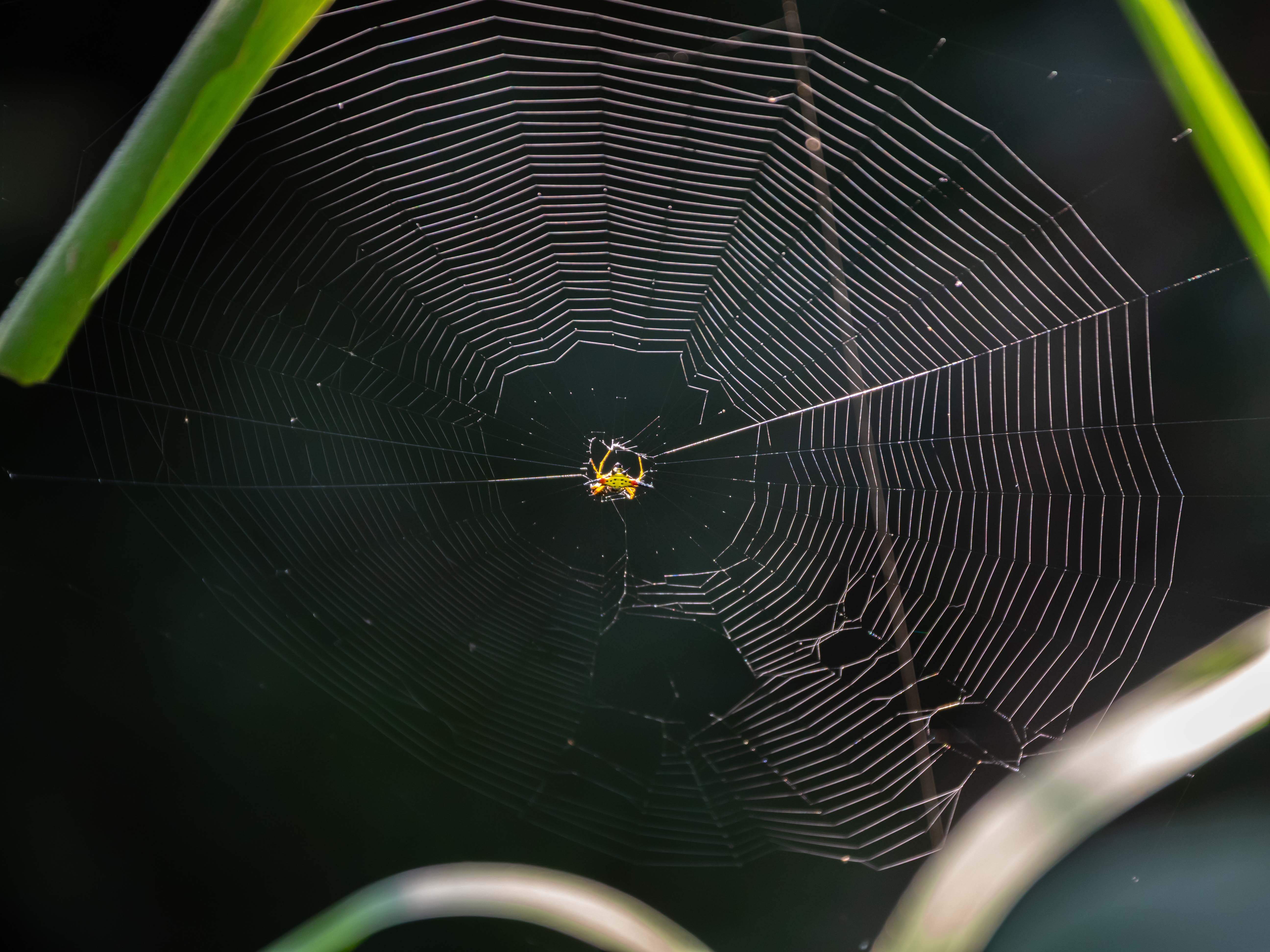 Genre Gasteracantha, Bali, juillet 2025