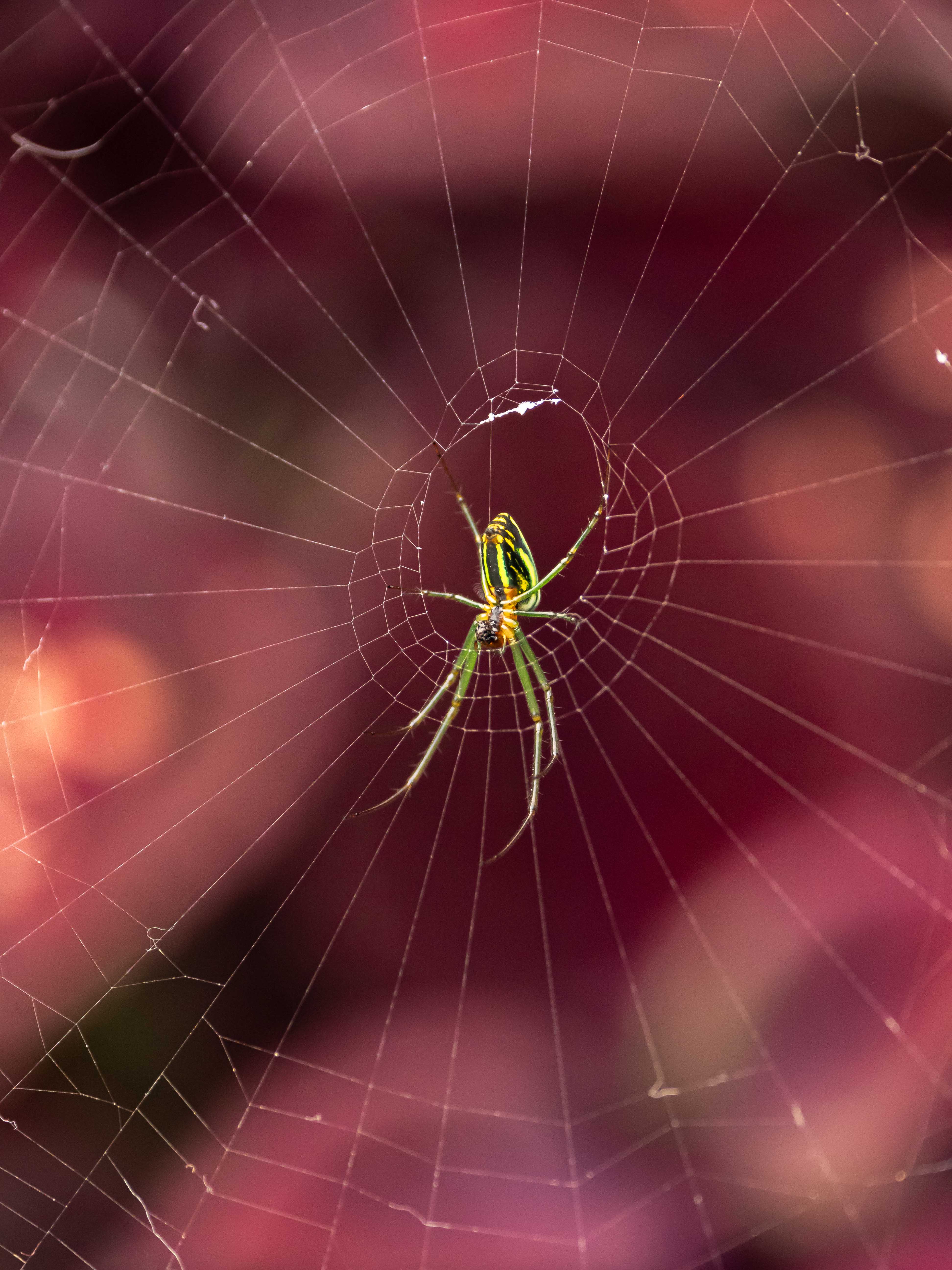 leucauge celebesiana