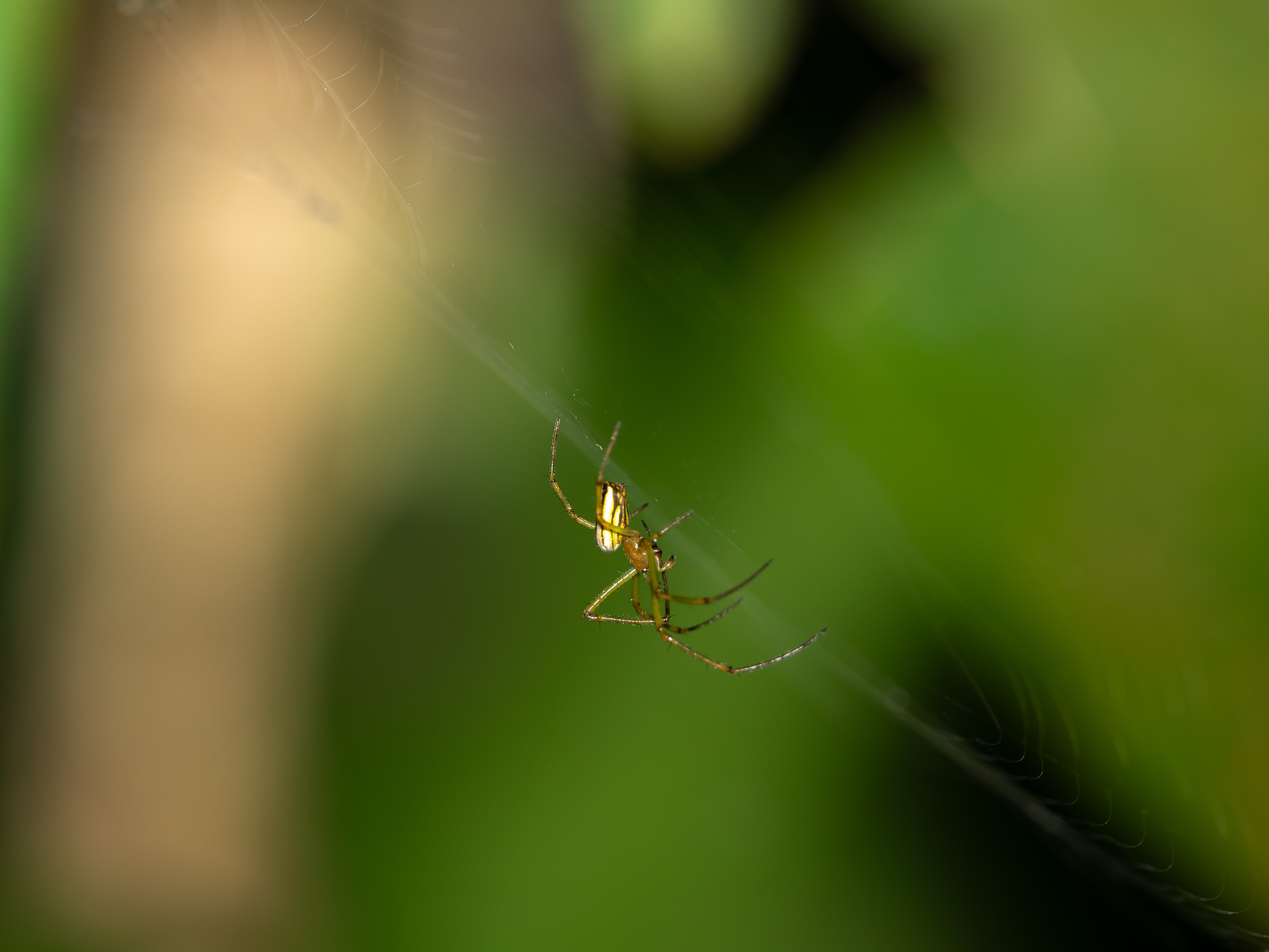 Leucauge celebesiana de profil