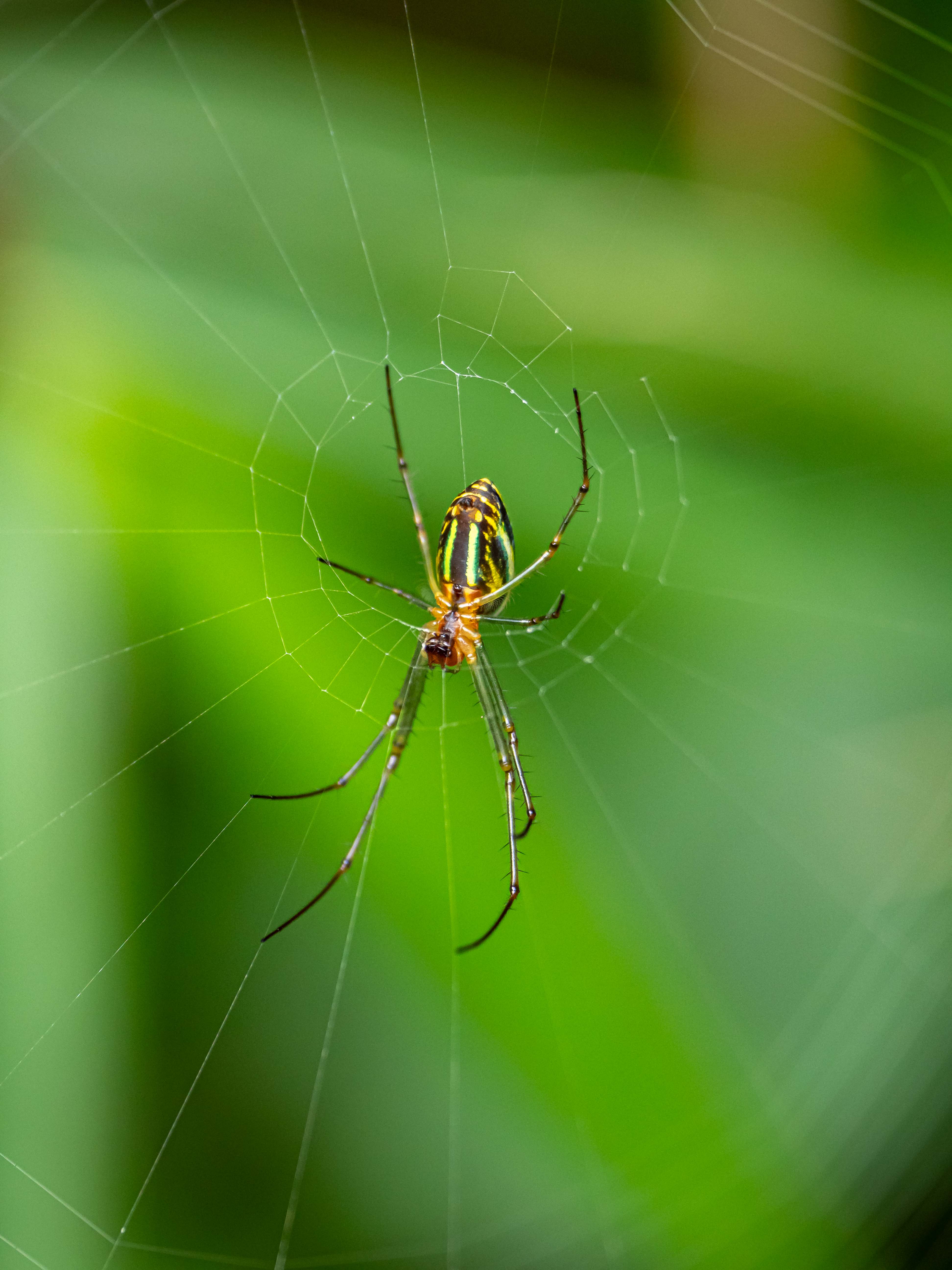 Leucauge celebesiana en gros plan