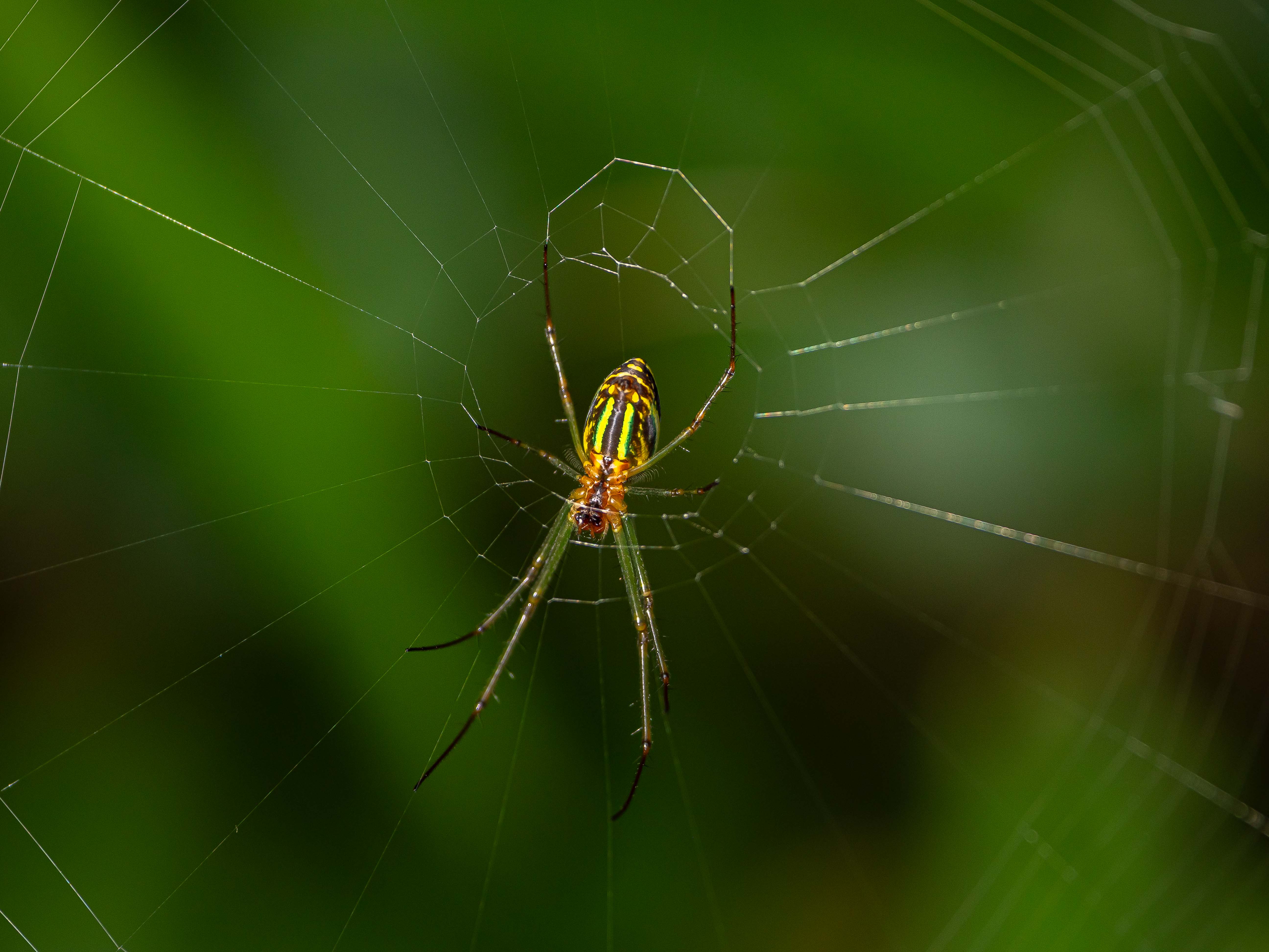 Leucauge celebesiana en gros plan