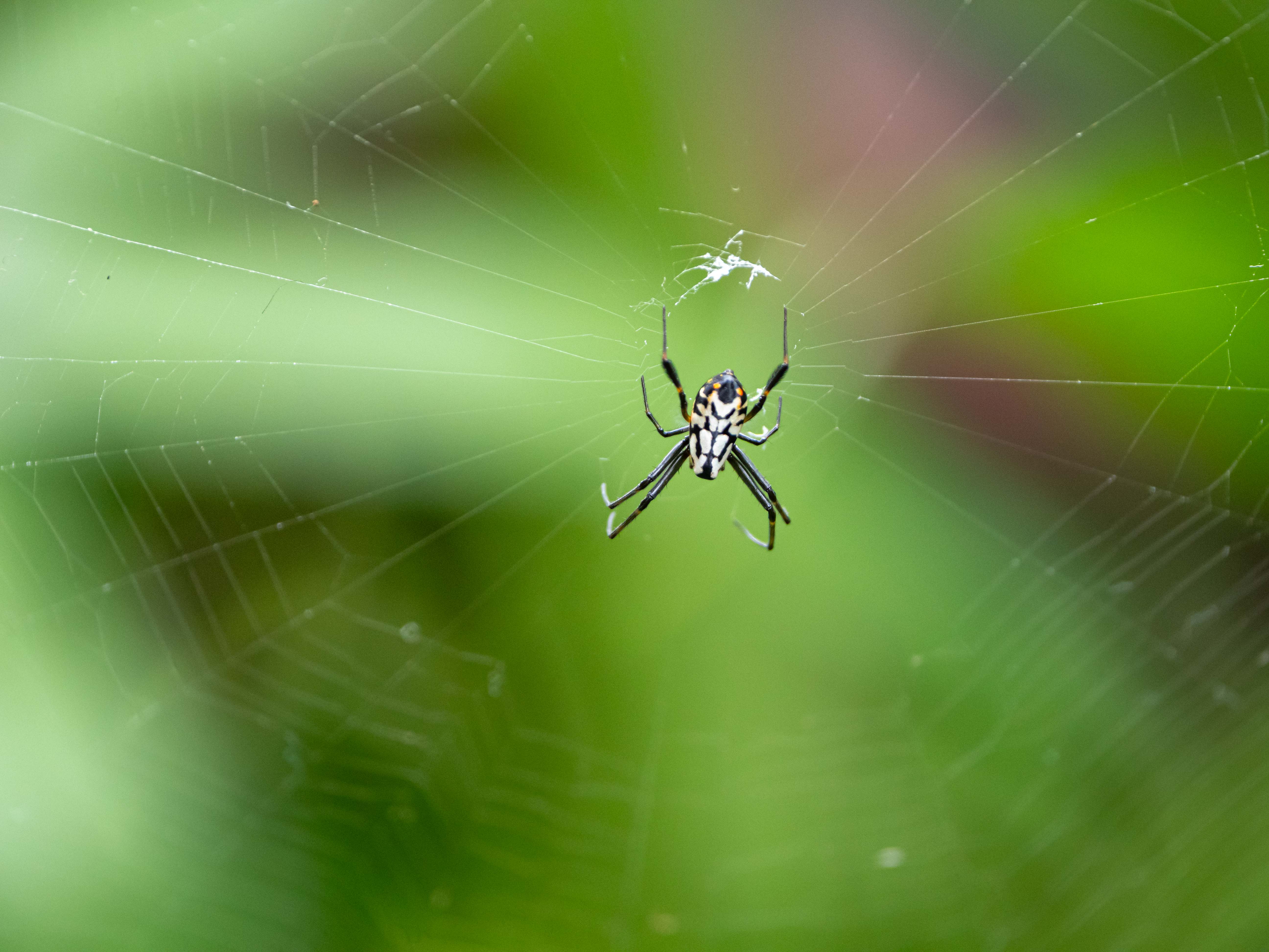 > Leucauge fastigata suspendue au centre de sa toile orbiculaire, abdomen argenté et motifs noirs caractéristiques