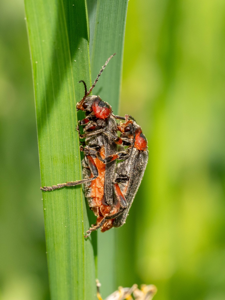 Cantharis rustica marchant sur une feuille