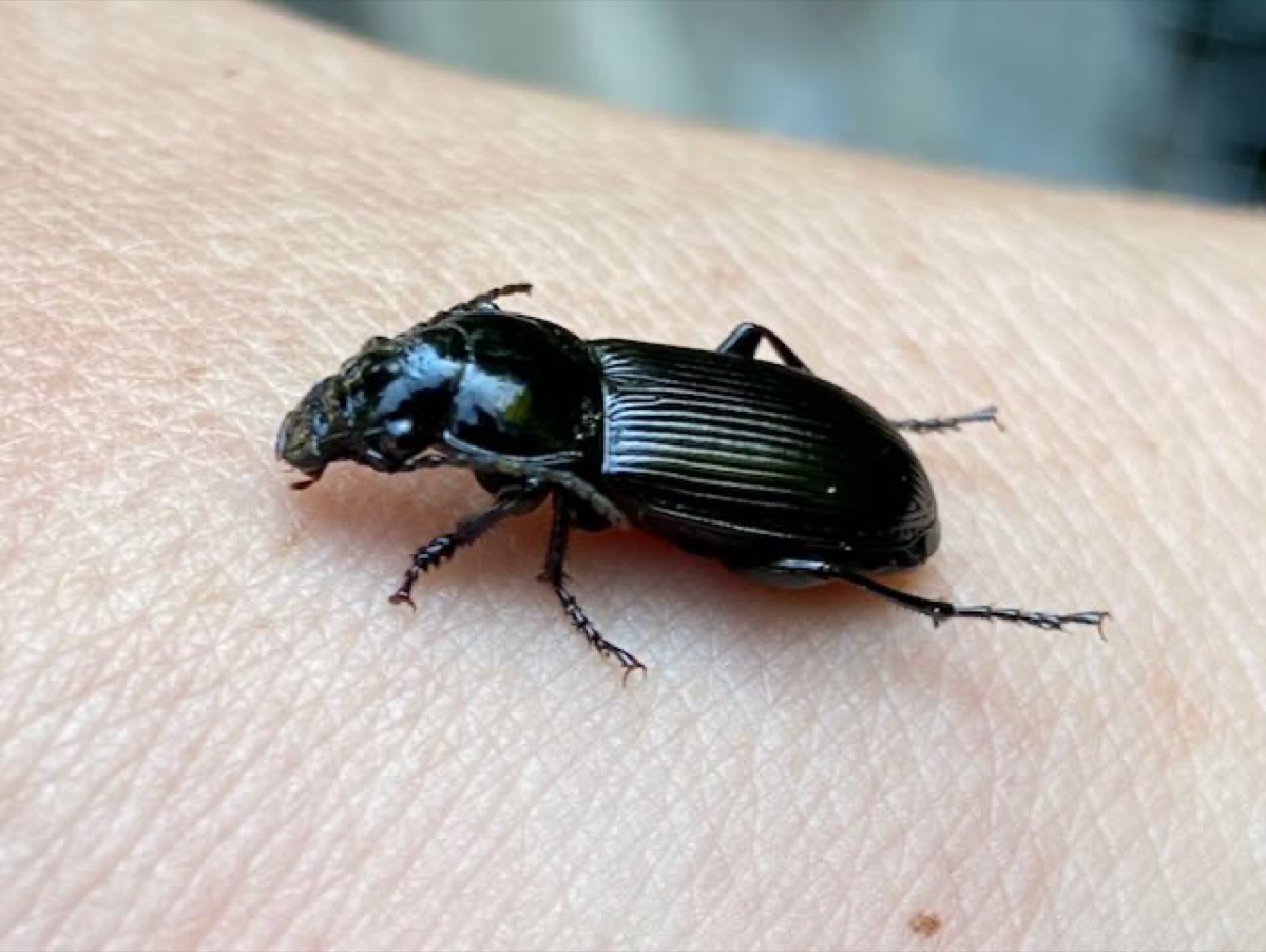 Pterostichus melanarius vu de dessus sur un sol humide