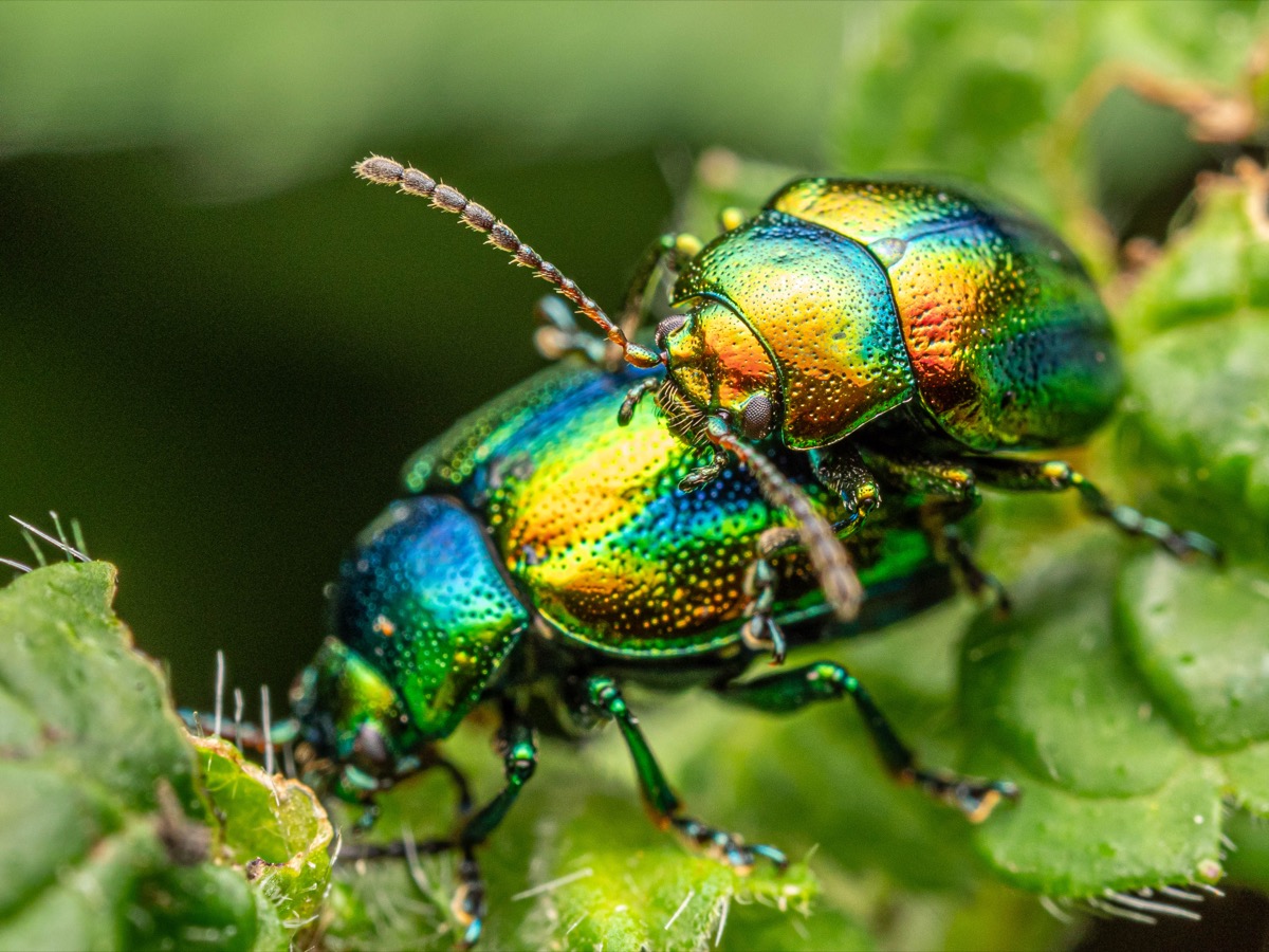 Chrysolina fastuosa iridescente sur une inflorescence