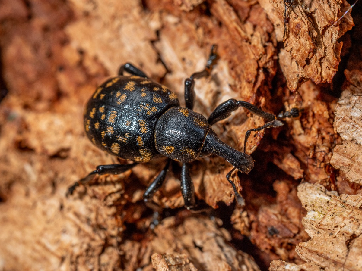 Liparus germanicus sur un tronc d’arbre