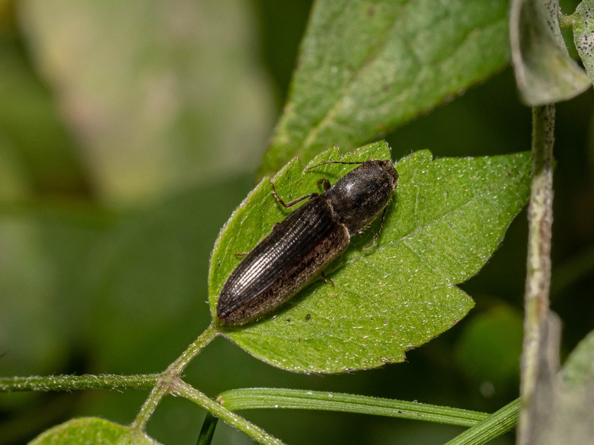 Athous haemorrhoidalis se tenant sur une feuille