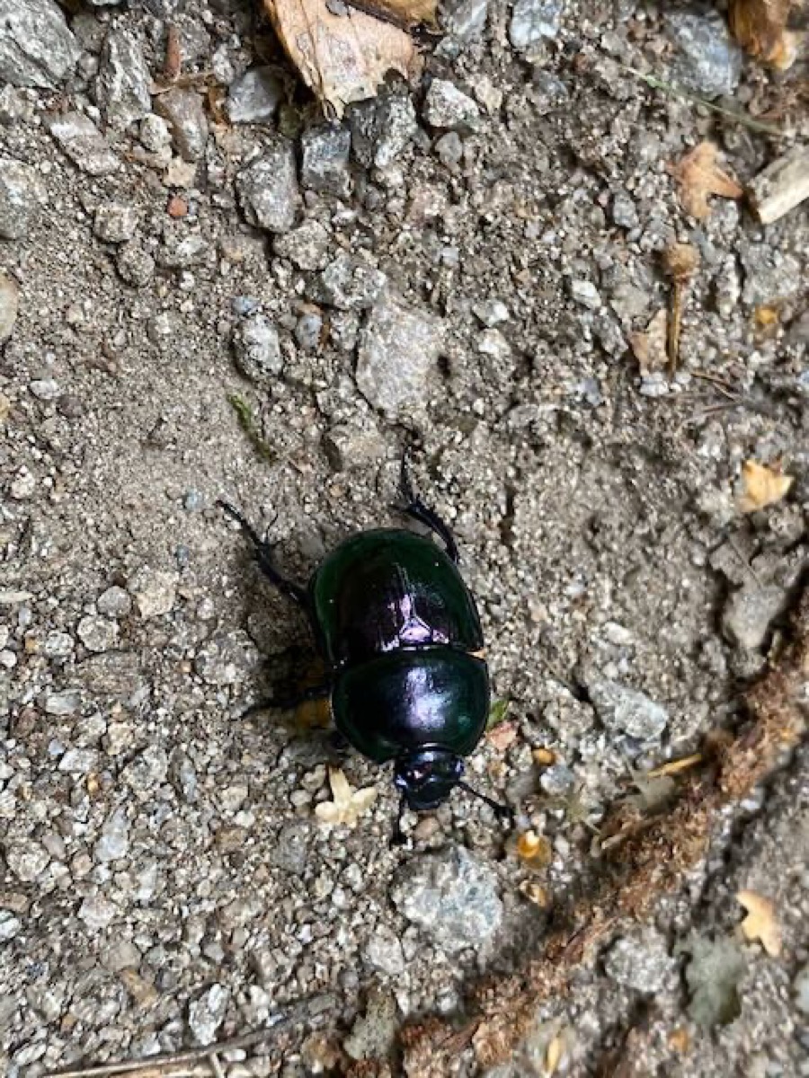 Trypocopris sp. noir brillant sur un sol forestier