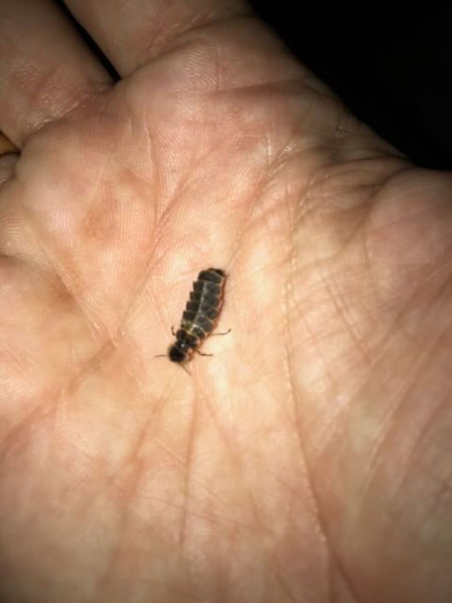 Lampyris noctiluca femelle sans ailes sur une pierre