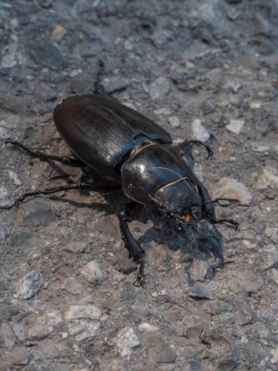 Lucanus cervus mâle avec mandibules développées