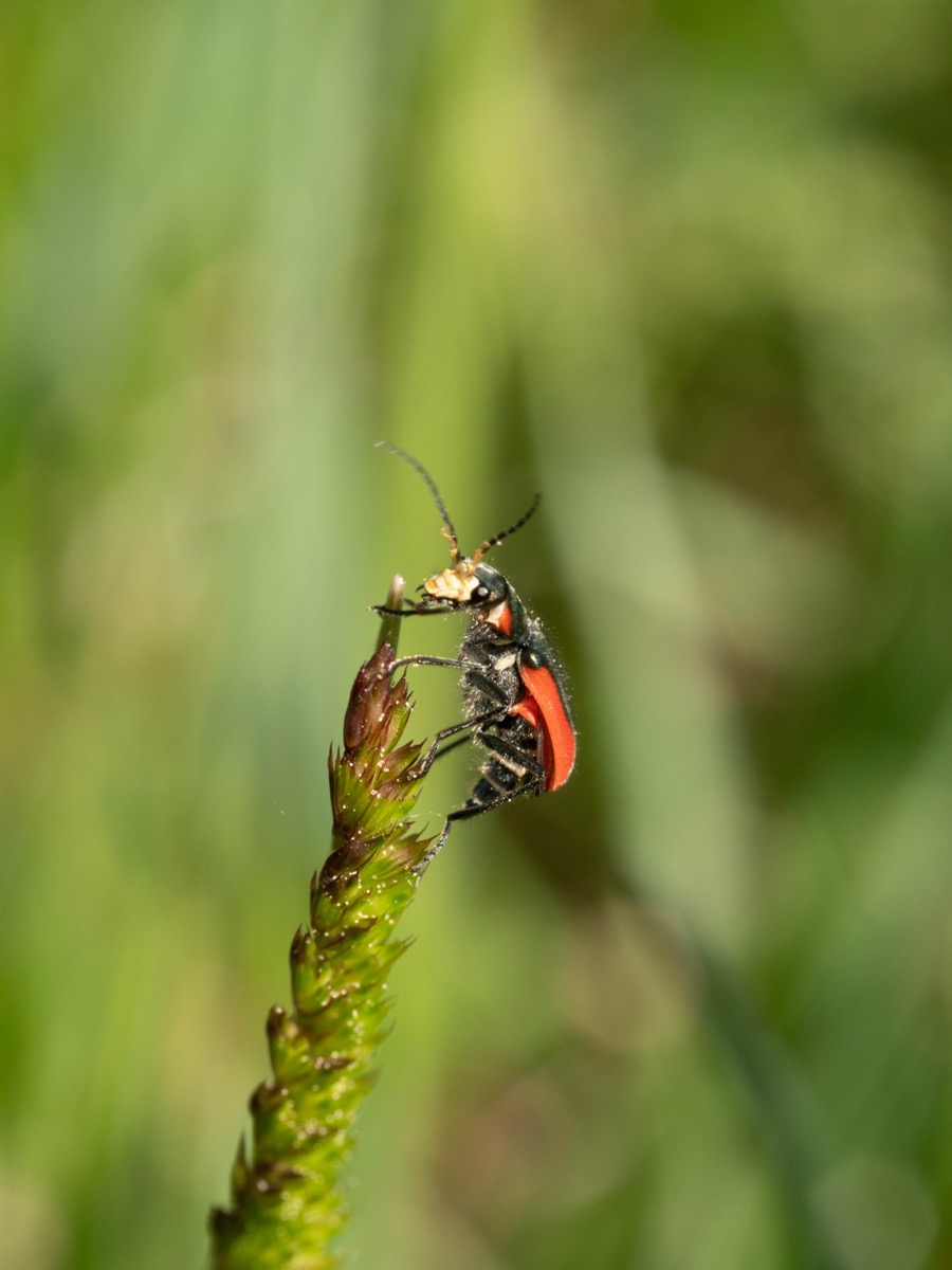 Malachius aeneus sur une fleur blanche
