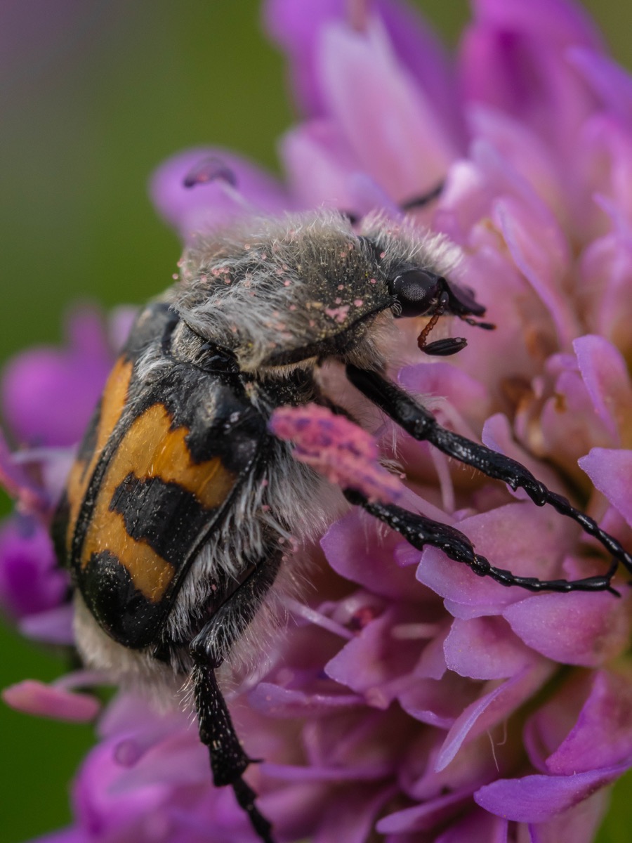 Trichius fasciatus vu de profil sur une marguerite